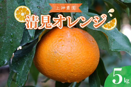 【2026年3月上旬～発送】上神農園の清見オレンジ 約5kg ku011-013-25