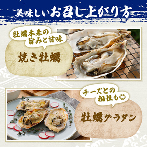  定期便 牡蠣 坂越かき 殻付き牡蠣 24個 オイスターナイフ付き【2ヵ月連続お届け】[ 生牡蠣 かき カキ 殻付 生食 冬牡蠣 ] 魚貝類 