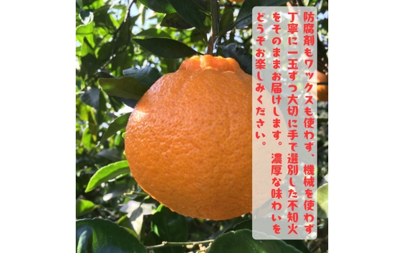 有田育ちの濃厚 不知火 ( デコポン と同品種)( 訳あり 家庭用 )  1kg+200g(痛み補償分) ※2027年1月下旬～3月下旬に順次発送【ard208A】