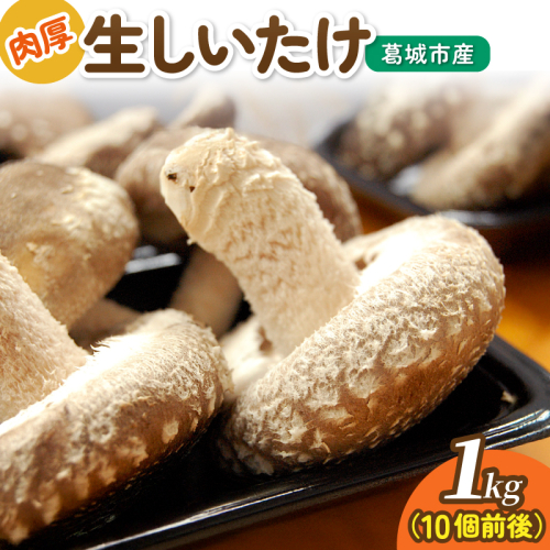 葛城市産生しいたけ（1kg） / 椎茸 シイタケ きのこ キノコ 生 国産 セット 新鮮 菌床 スライス 奈良県 葛城市