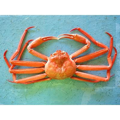 ふるさと納税 射水市 新湊産紅ズワイガニ(中サイズ約600g) |  | 01