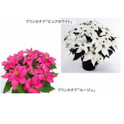 【ふるさと納税】【2025年12月発送】プリンセチア「ピュアホワイト」・「ルージュ」5号　ボサ仕立て 2鉢セット【配送不可地域：北海道】【1330060】