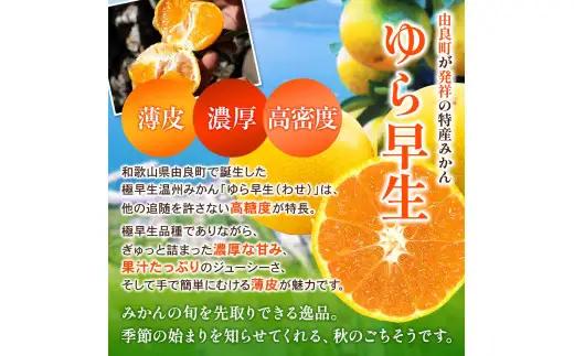 ゆら早生 みかん 3kg / 和歌山県 柑橘 みかん 甘い 蜜柑 フルーツ 果物 くだもの 食品 人気  晩柑 おすすめ 送料無料 産地直送 由良町  ※2026年10月上旬頃～10月下旬頃に順次発送