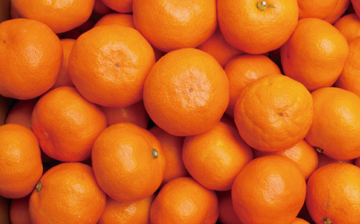 プレミアム有田みかん5kg+250g（傷み補償分）11月より発送(完熟)【光センサー選果】＜11月上旬より順次発送予定＞ / みかん ミカン 果物 フルーツ くだもの 和歌山 有田みかん 【ikd11