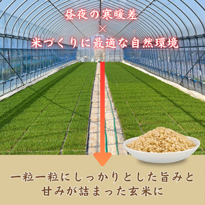 利根町産　コシヒカリ　玄米　10kg ／ 米 こめ コメ お米 おこめ コシヒカリ こしひかり 令和7年産 新米 玄米 ごはん ご飯 10kg 健康志向 茨城県 利根町 産地直送 送料無料