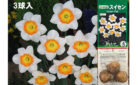 スイセン球根セット　21球入 植物 