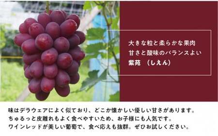【特選品】ワインレッドの葡萄「紫苑(しえん)」 3-5房/計2.4kg～(岡山県産) きよとう果樹園 【KF-B046-03】