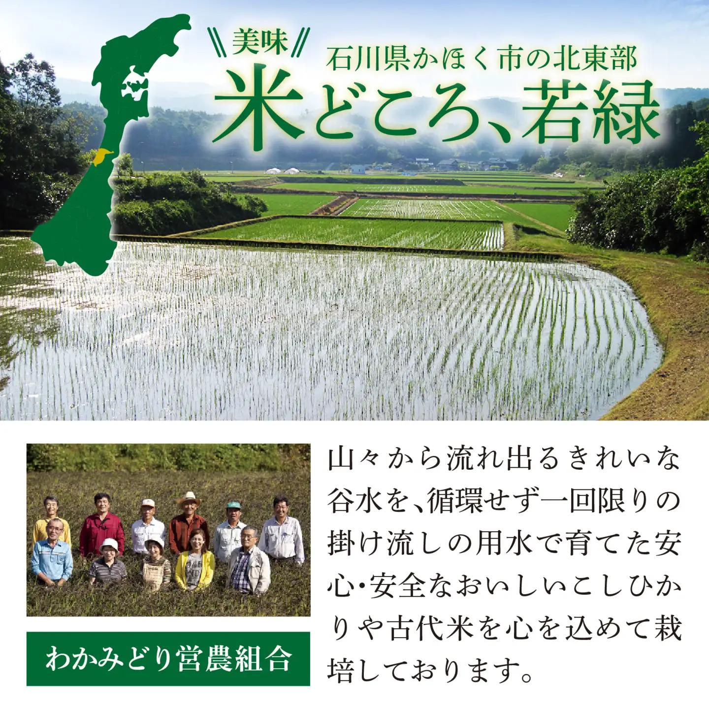 【令和8年産】 かほくこまち 5kg 【2026年11月配送】 | お米 米 かほくこまち