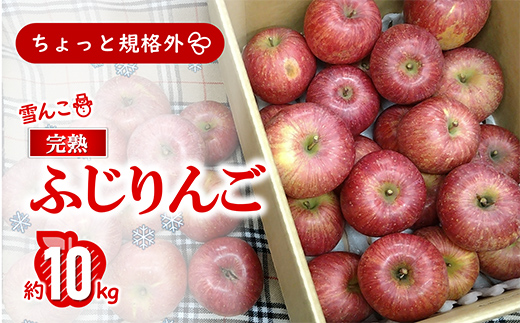 〈訳あり ちょっと規格外〉 雪んこ 完熟ふじりんご 約10kg 《令和8年1月上旬～発送》 【全国りんご選手権 銀賞】 『船中農園』 山形県 南陽市 [1405]