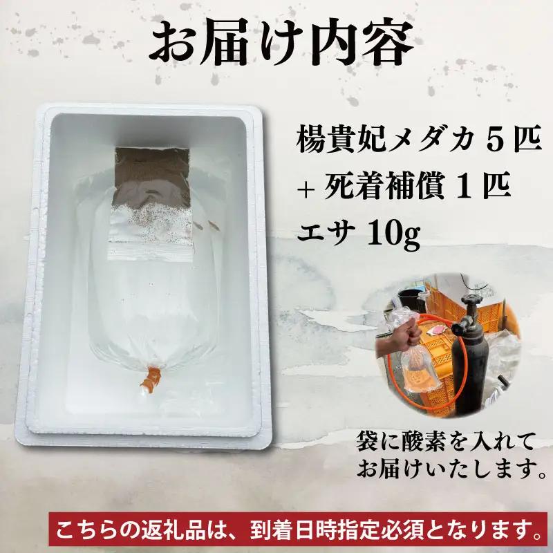 幹之 めだか 7匹 ＋ 死着補償 エサ付き【 めだか 】