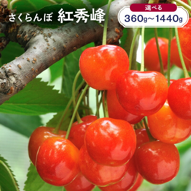 【ふるさと納税】容量が選べる 360g～1440g 先行予約 北海道 仁木町産 さくらんぼ 紅秀峰 果物類 くだもの フルーツ サクランボ チェリー [JA新おたる] 　お届け：2026年7月12日～26日まで