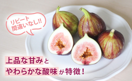 いちじく2パック入り 約350g×2パック 果物 フルーツ いちじく イチジク 無花果 食物繊維 ペクチン 貧血予防 鉄分 サラダ マリネ 国産 浜松市 静岡 【配送不可：北海道・沖縄・離島】 