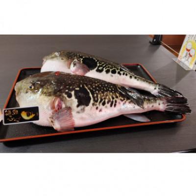 ふるさと納税 南知多町 篠島産【天然とらふぐ】鍋用ぶつ切り |  | 02