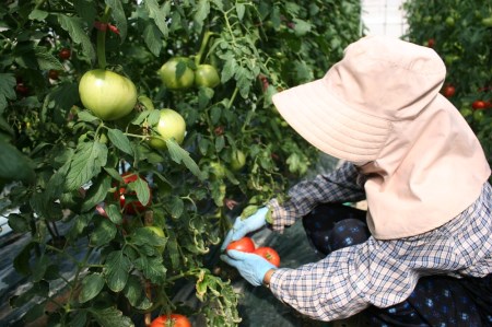 朝もぎ完熟トマトジュース【無塩】あかずきんちゃん 1,000ml×6本【A-08】