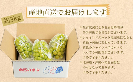 農園直送 朝採り 濃厚 シャインマスカット 約3kg 【先行予約】