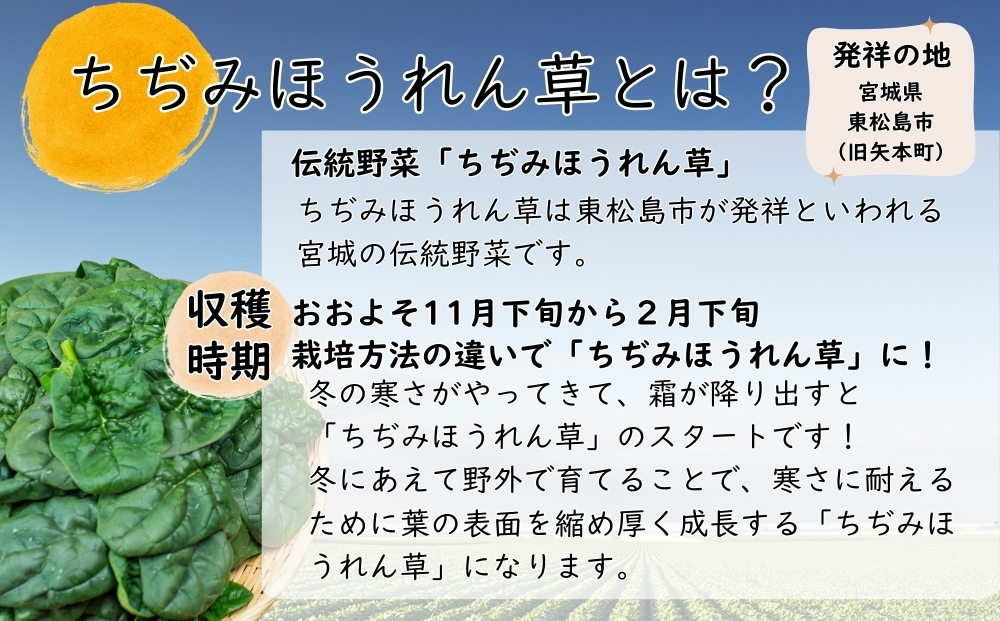 【冬季限定】 東松島産 ちぢみほうれん草 鍋セット 【2025年12月5日 初回発送開始予定】