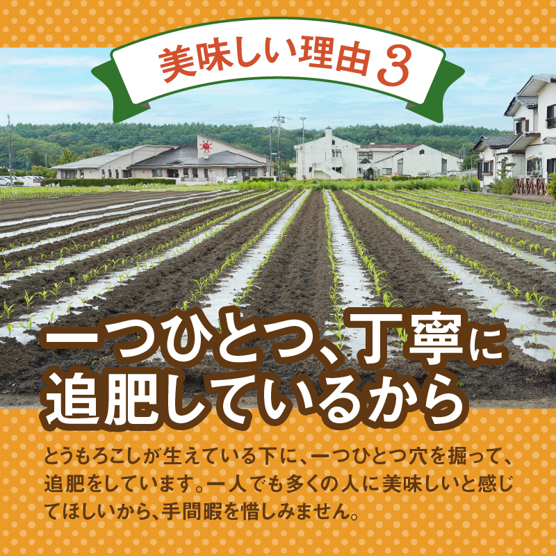 《先行予約》 富士北麓忍野村の気候、水、自然で作られた朝採りトウモロコシ【ホワイトショコラ】2.5kg