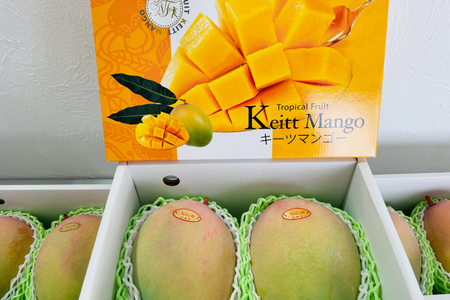 BV001-1　【2025年8月より順次発送】【先行予約】稀少プレミアム！！豊見城市産キーツマンゴー！大玉2〜3玉(約1.5kg)