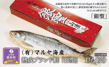 【熟成】 ブランド鮭 「銀聖」 1尾(姿) ｜ 鮭 鮭 鮭 鮭 鮭 