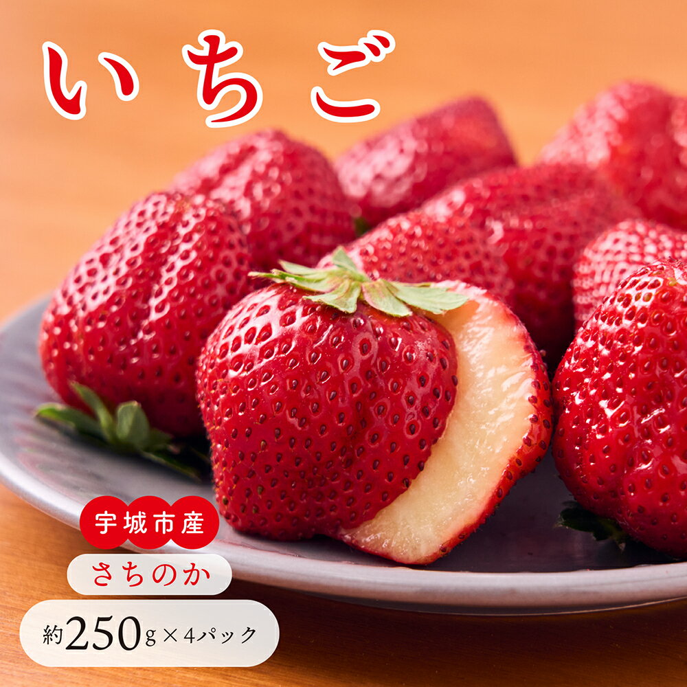【ふるさと納税】 先行予約 いちご「さちのか」合計 約1,000g (約250g×4パック) 【2026年1月上旬〜4月発送予定】 わたなべいちご園 苺 国産 九州産 熊本産 宇城市産 冷蔵