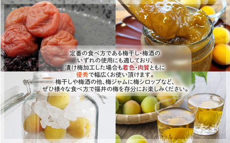 【先行予約】【福井特産】 福井梅（新平太夫）青梅 5kg（L～2L サイズ）【2025年6月以降順次発送】 梅 福井梅 生梅 青梅 完熟梅 梅干し 梅酒 梅干 梅シロップ 梅ジャム 梅ジュース 果物 