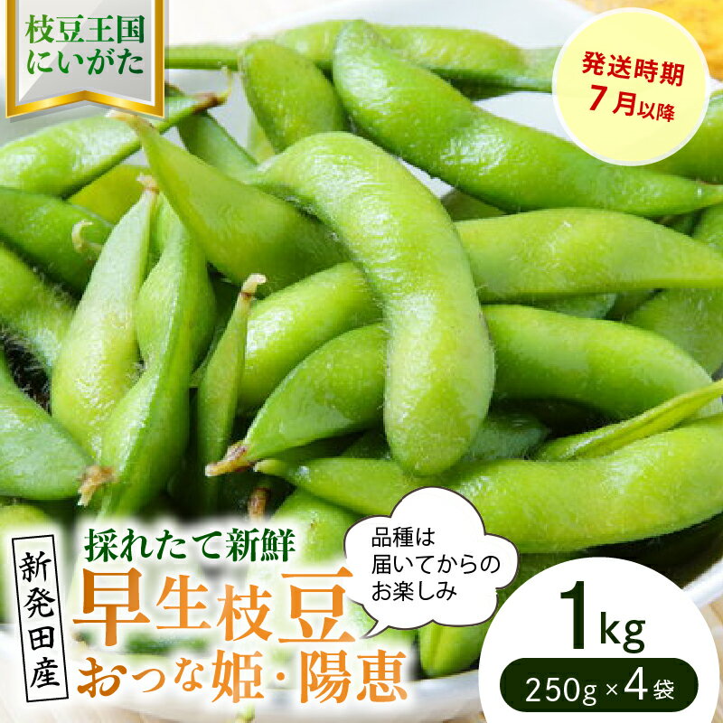 【ふるさと納税】 早生枝豆 1kg【 数量限定 早生 枝豆 おつな姫 陽惠 新潟県 先行予約 1kg seida018 】