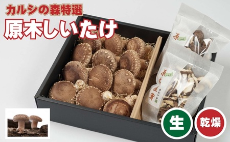 原木椎茸 生･乾燥 詰め合わせセット 椎茸 しいたけ [BNAU001]