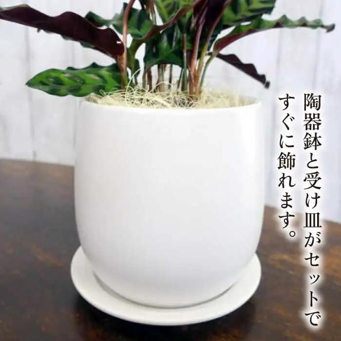 葉模様が独特で美しい 『カラテア・ランシフォリア (インシグニス)』 糸島市 / cocoha 観葉植物 グリーン 緑 インテリア [AWB037]