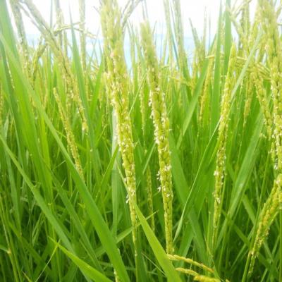 ふるさと納税 三条市 先行受付 新潟県三条産新之助 5kg×1袋 令和7年産新之助 精米 新潟県産新之助【014S148】 |  | 01