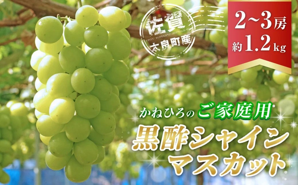 
            かねひろの「黒酢シャインマスカット（ご家庭用）」　2～3房（約1.2kg） 【2026年9月上旬～9月下旬発送予定】 フルーツ 果物 くだもの ぶどう ブドウ 葡萄 シャイン シャインマスカット 新鮮 マスカット 黒酢シャインマスカット こだわり 国産シャインマスカット 黒酢アミノ酸栽培 ハウス栽培 大粒 中粒 小粒 ご家庭用 佐賀県 太良町 NB26x1
          