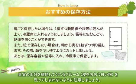 【?先行予約?2024年/令和6年発送分】　山梨県産朝採り新鮮シャインマスカット 1.2kg