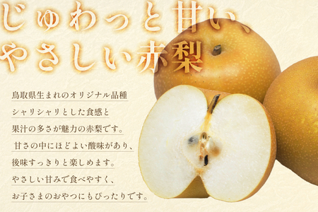 先行予約 プレミアム秋甘泉（あきかんせん）3kg｜鳥取 果物 フルーツ なし 梨【41033】