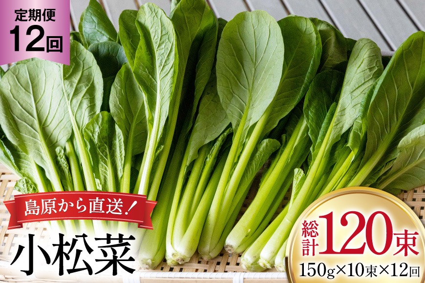BI331 定期便 12回 小松菜 10束 [ 野菜 こまつな やさい 冷蔵 葉物野菜 田中農園 長崎県 島原市 ]