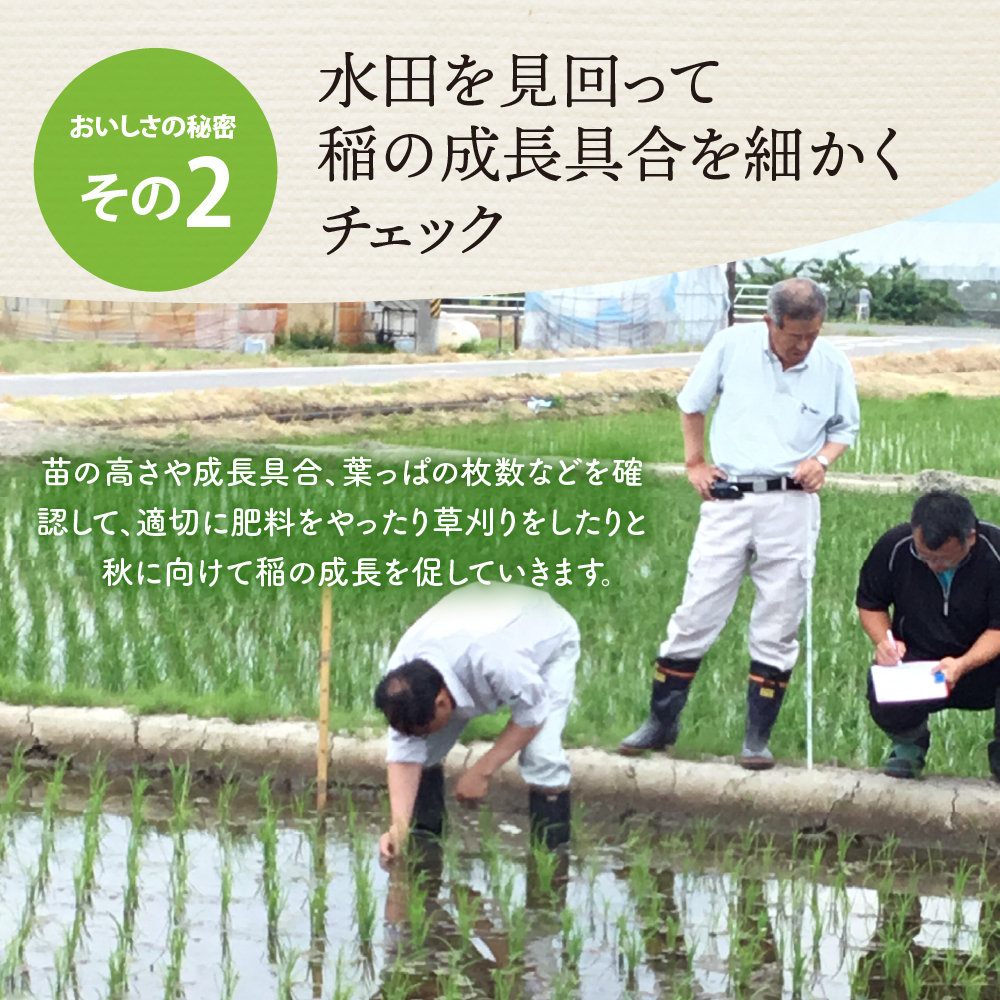 【令和6年産米】2024年12月中旬発送 こしひかり 10kg（5kg×2袋）山形県産 【米COMEかほく協同組合】