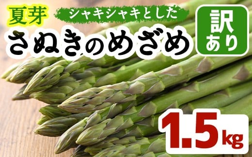 ＜先行予約！2026年6月上旬以降順次発送＞＜訳あり＞＜選べる容量＞夏芽！さぬきのめざめ(約1.5kg) 満足 アスパラガス 【man082-B】【Aglio nero】