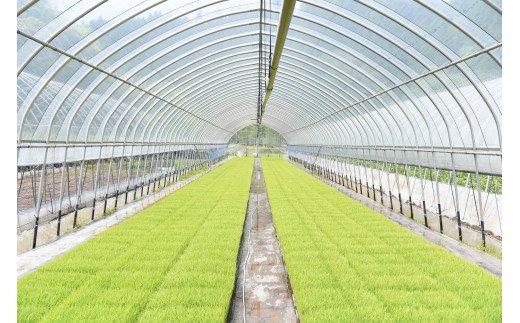 【予約受付】【3ヶ月定期便】令和8年産・新米 瑠璃米 10kg 予約 新米 3ヶ月 定期便 令和8年産 南小国産 米 白米 精米 5kg 2袋 お米 ご飯 産地直送 髙村農園 熊本 阿蘇 南小国町 送