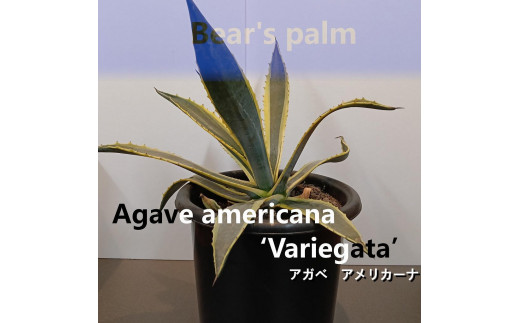 アガベアメリカーナ大株　Agave americana Variegata_栃木県大田原市生産品_Bear‘s palm