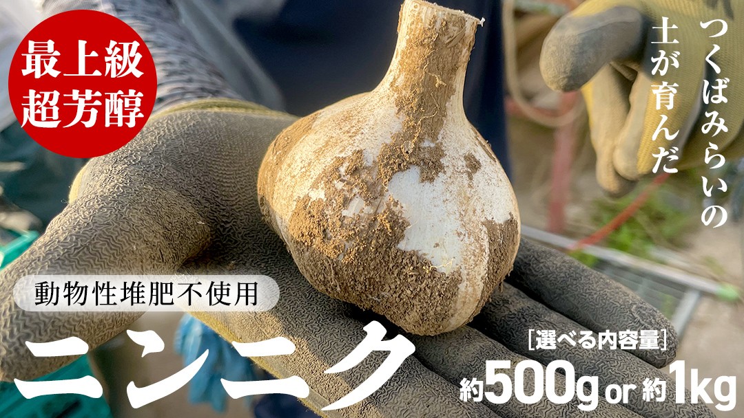 
                  ＼選べる内容量／ 【先行予約】超芳醇 つくばみらいの土が育んだ 最上級ニンニク つくばみらい市 約500g 約1kg （2026年6月より発送開始） ニンニク 新ニンニク 茨城県産 国産 無化学肥料 農薬不使用 化学肥料不使用
                