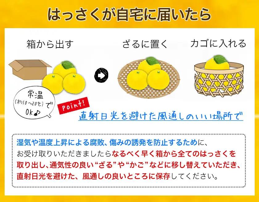 八朔 はっさく 約4kg