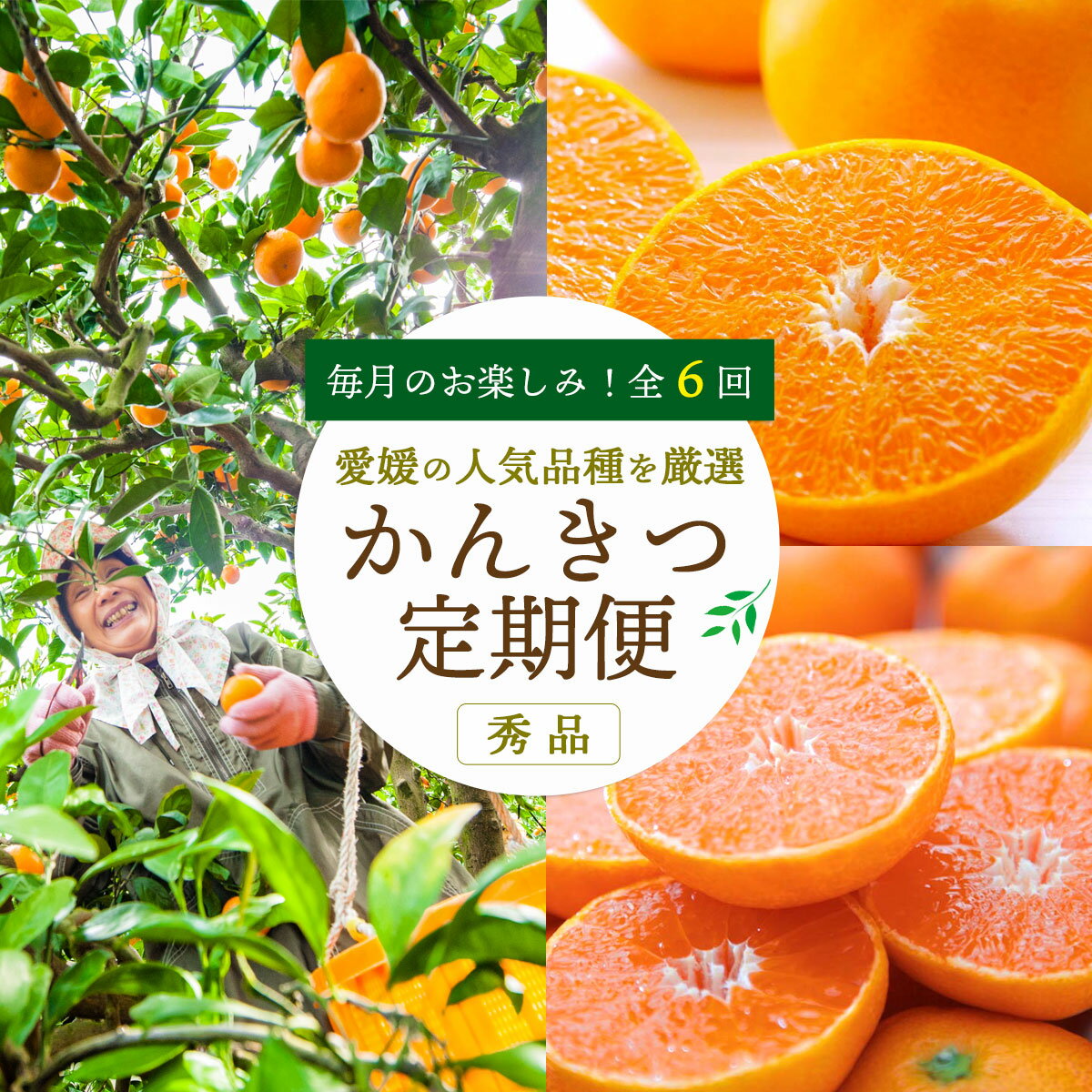 【ふるさと納税】【発送月固定定期便】愛媛の人気品種を厳選! みかん定期便 秀品 (全4回/6回/8回)_ みかん 柑橘 定期便 フルーツ 果物 くだもの 秀品 愛媛県 人気 おすすめ 送料無料 まどんな 甘平 ポンカン 【G4002604】