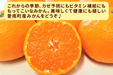 【贈答用】清家ばんかんビレッジ 愛媛みかん 5kg