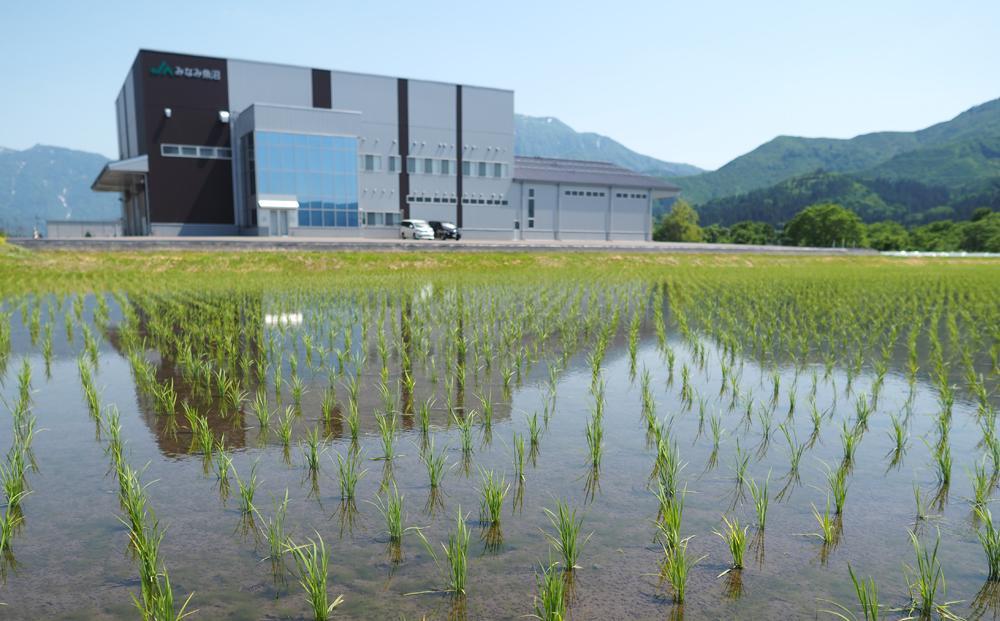 【令和8年産＼新米／】南魚沼産こしひかり 玄米 10kg ≪特A獲得日本一産地 精選玄米 雪国の恵み もっちり甘い 南魚沼産コシヒカリ コシヒカリ こしひかり 玄米 銘柄米 ブランド米 南魚沼産 新潟米 高評価 甘み 国産米 産地米 家庭米 ご飯≫