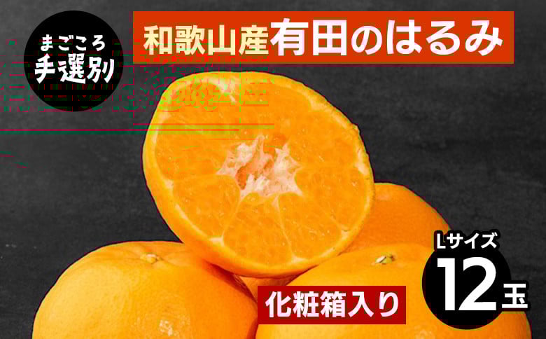 
            【まごころ手選別】和歌山産有田のはるみ　化粧箱入り　Lサイズ　12個入り ※2026年1月下旬～2月下旬頃より順次発送予定
          