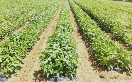 夏発送 くろさき茶豆3kg 新潟県黒埼産 朝どり生枝豆