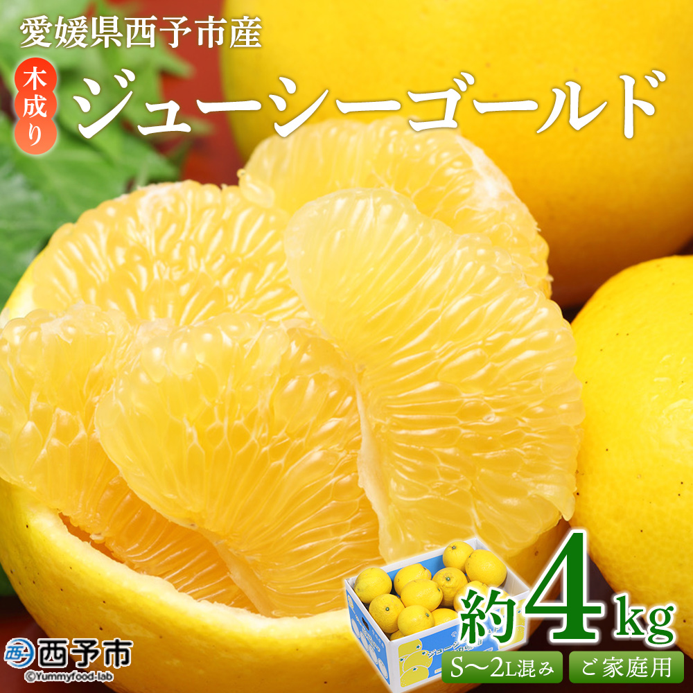 ＜木成り ジューシーゴールド（河内晩柑）ご家庭用 約4kg（S～2L混合）＞ 訳あり 果物 フルーツ かわちばんかん みかん オレンジ 柑橘 愛媛県 西予市『2026年6月中旬～8月中旬迄に順次出荷予定』