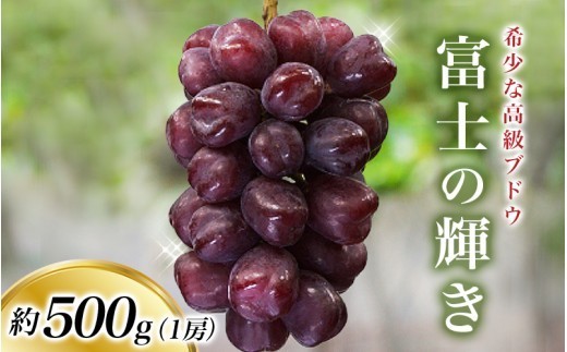 ＜早いもの勝ち !＞富士の輝き 約500g 1房 ※2026年9月頃 / ブラックシャイン ブラックシャインマスカットシャイン 富士の輝 葡萄 ブドウ  田辺市 和歌山県【kkb004-3】