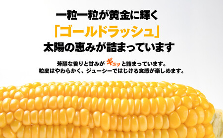 【先行予約】村田さんち朝どれスイートコーン『ゴールドラッシュ』約8㎏　西都市産＜1.2-21＞2024年初夏発送