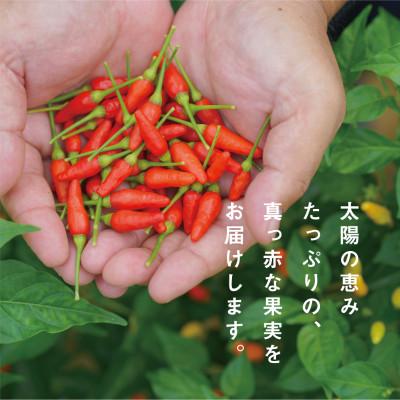 ふるさと納税 うるま市 沖縄島とんWコーレーセット　古謝ぐゎー農園の島とうがらし |  | 02