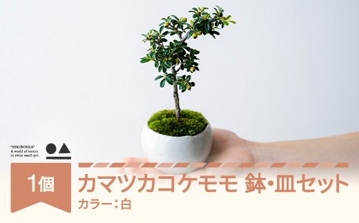 【鉢皿色・白】 カマツカコケモモ  鎌柄苔桃  盆栽 植物 石木花 sw-bokmx380 ※沖縄・離島への配送不可