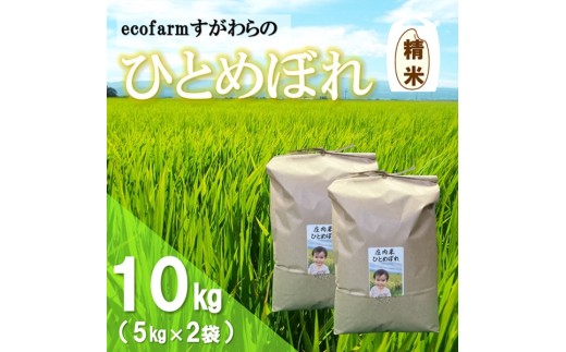 【令和7年産・精米】ecofarmすがわらの庄内米ひとめぼれ10kg